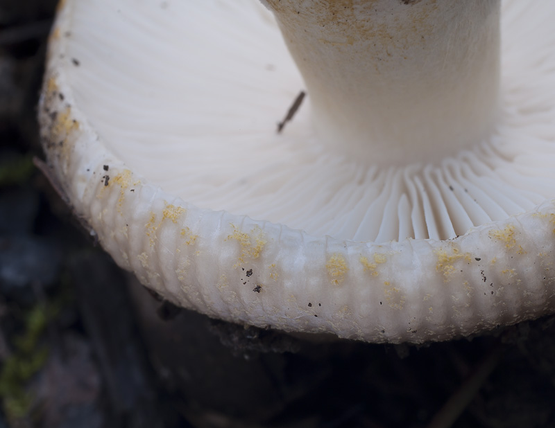 Russula insignis